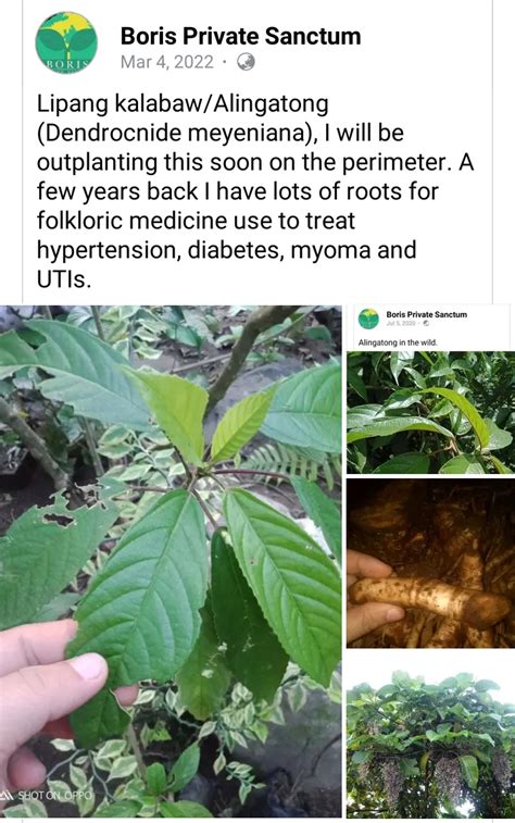 Boris Private Sanctum: Alingatong (Dendrocnide .